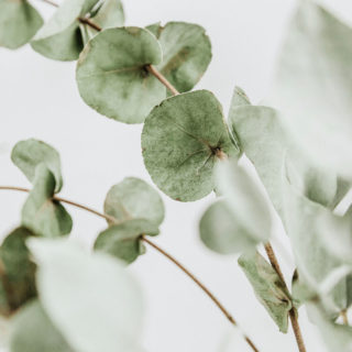 Tagliatelles sauce courgettes (façon carbonara)